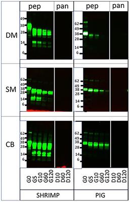 Impact of Food Matrices on Digestibility of Allergens and Poorly Allergenic Homologs